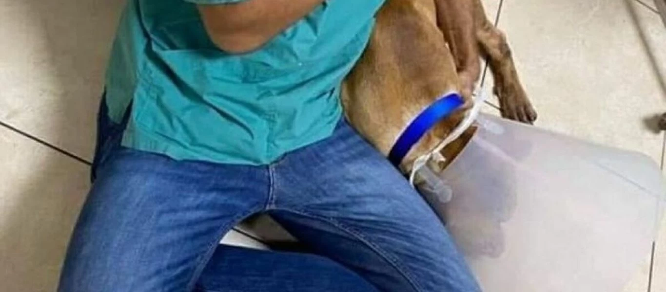 Χανιά: Τα άγνωστα βασανιστήρια που έχει υποστεί ο σκύλος - Δεν έχει εμφανιστεί ο δράστης (βίντεο)